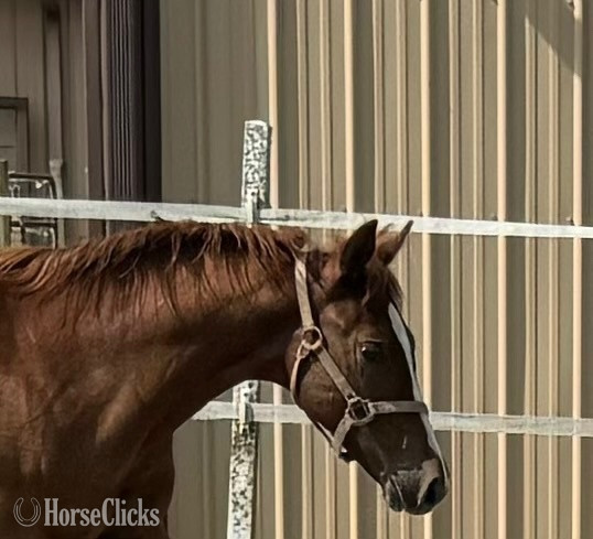Maryland "Kid Cool" Overo Colt Paint