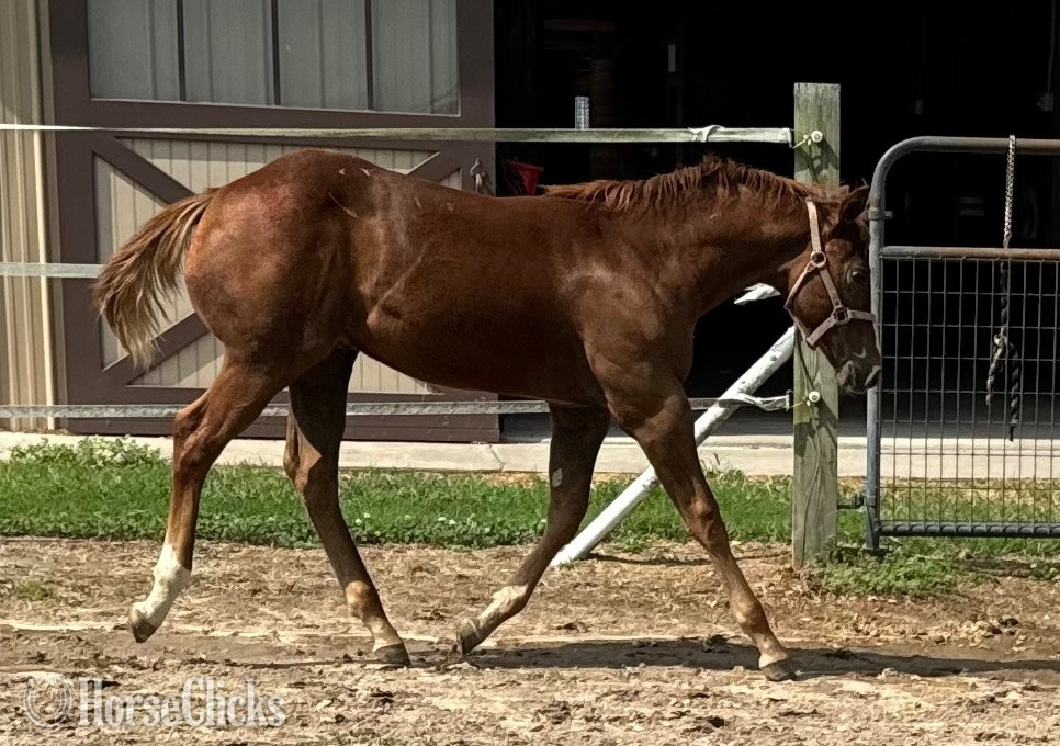 "Kid Cool" Overo Colt Paint - Paint in Maryland