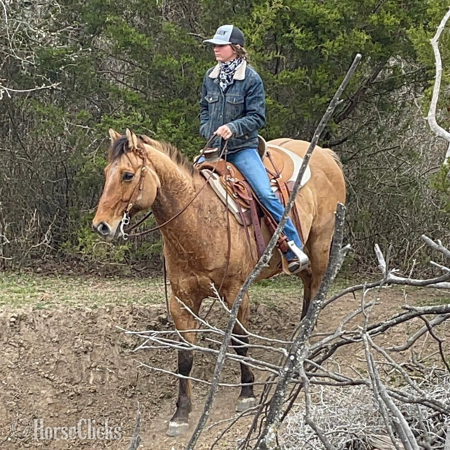 ""  Gelding in California
