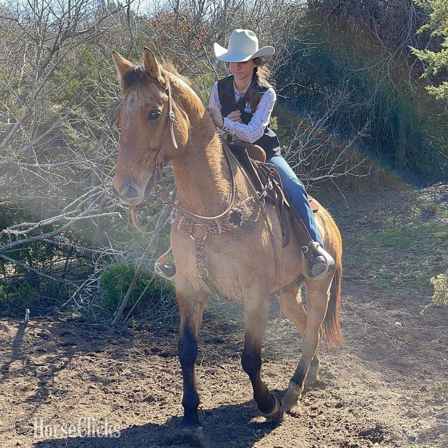 ""  Gelding