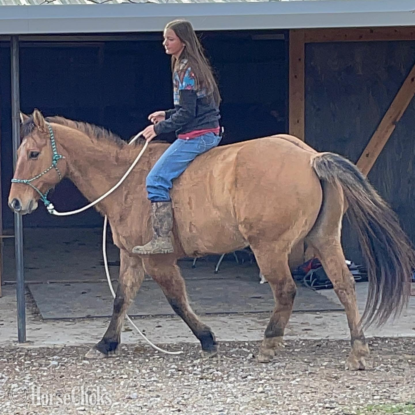 California ""  Gelding