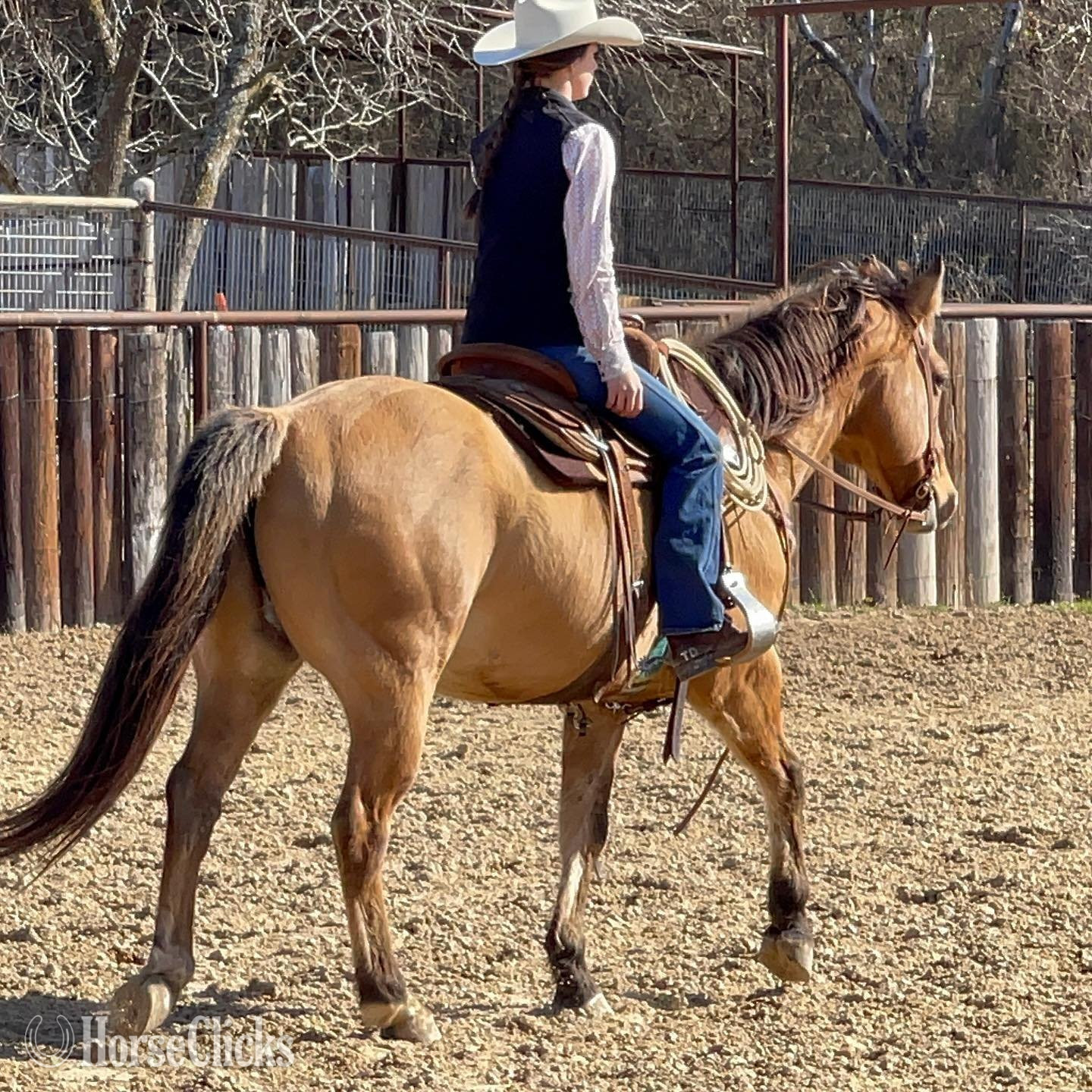 ""  Gelding -  in California