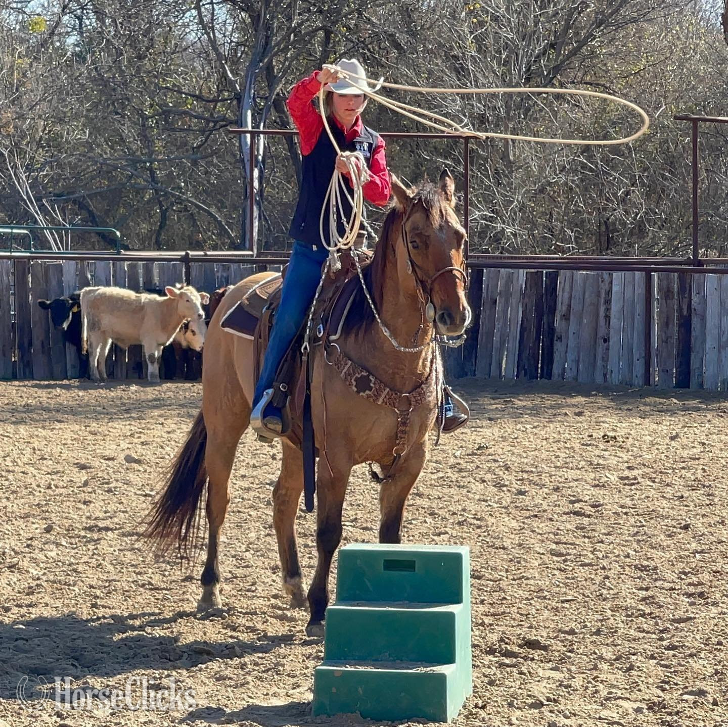""  Gelding - 