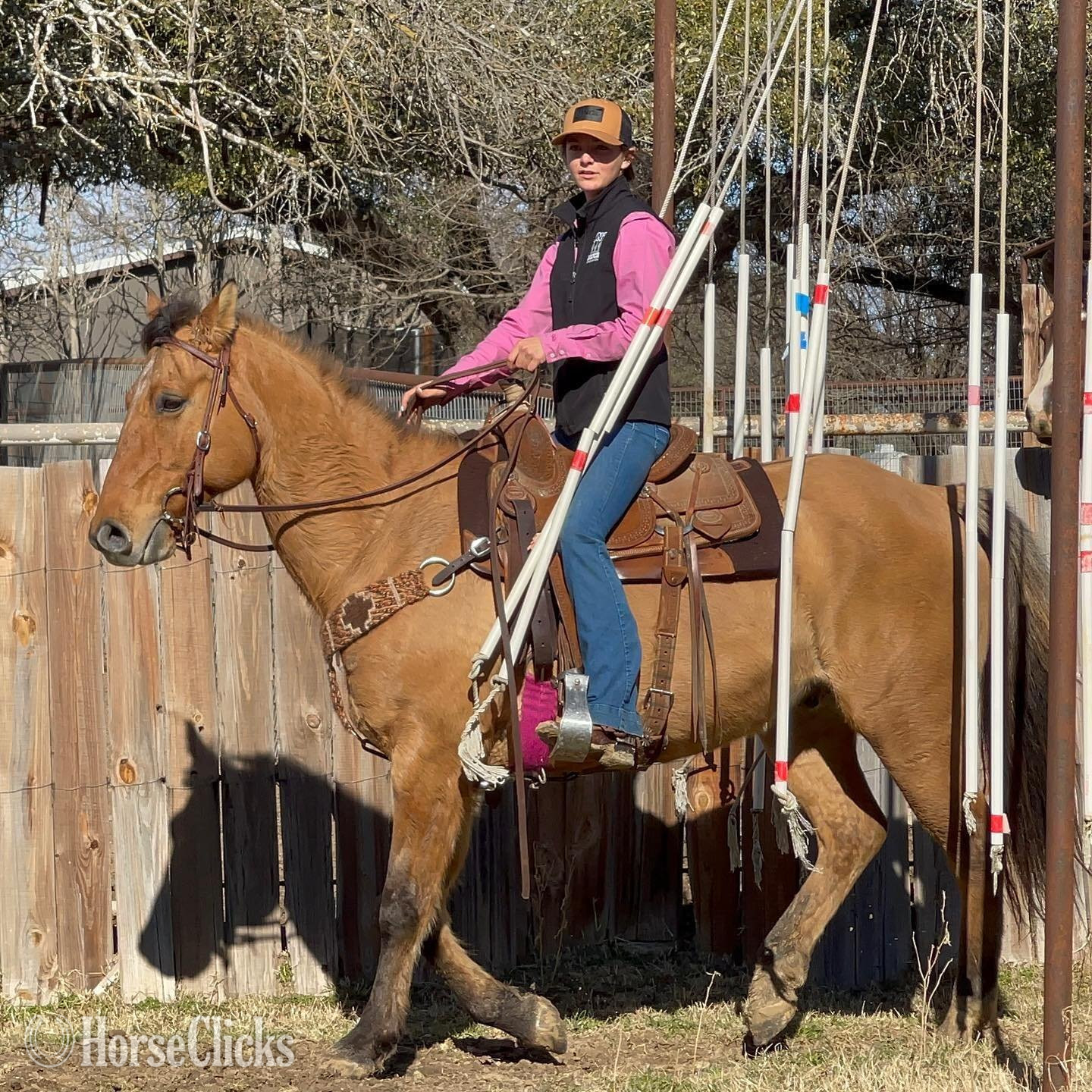 ""  Gelding California