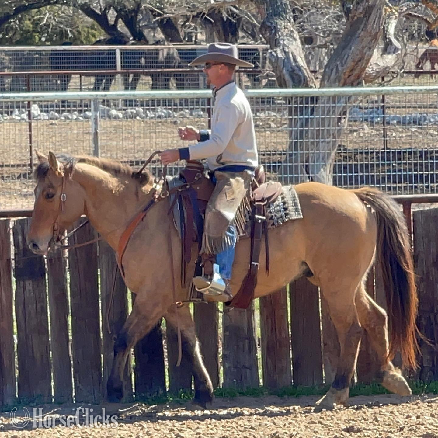  - ""  Gelding in California
