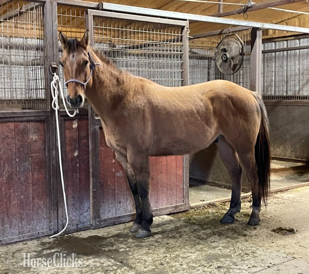  - ""  Gelding