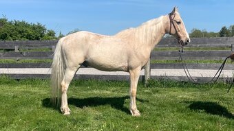 "Sunny" Palomino Gelding Kentucky Mountain