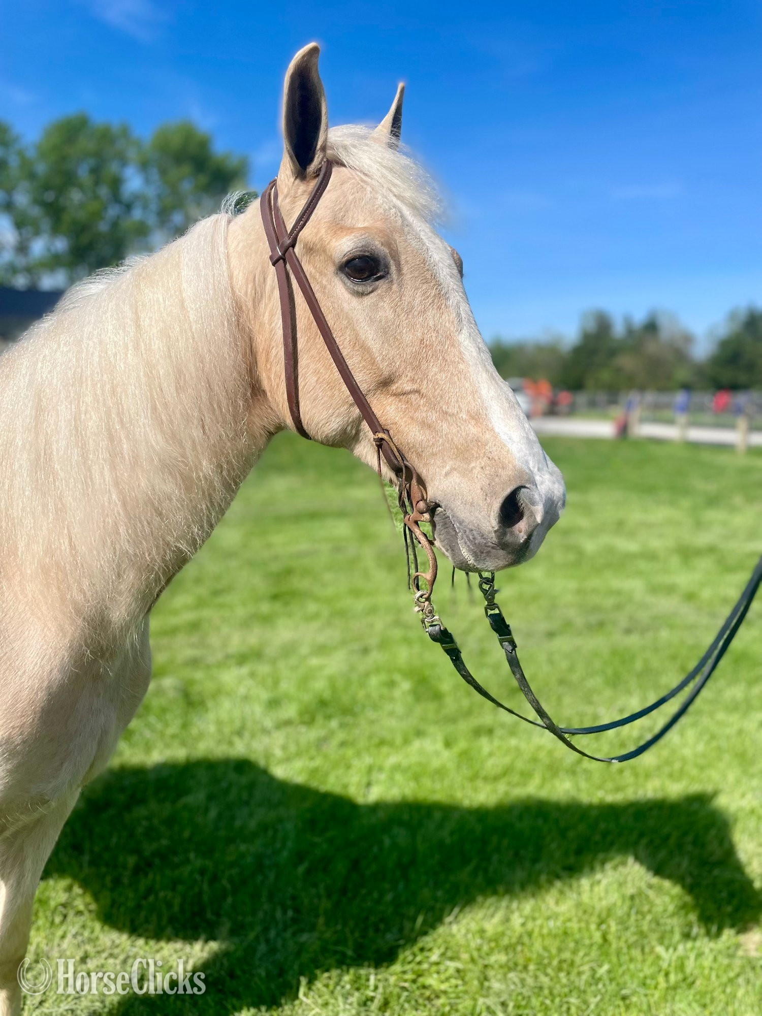 Ohio "Sunny" Palomino Gelding Kentucky Mountain