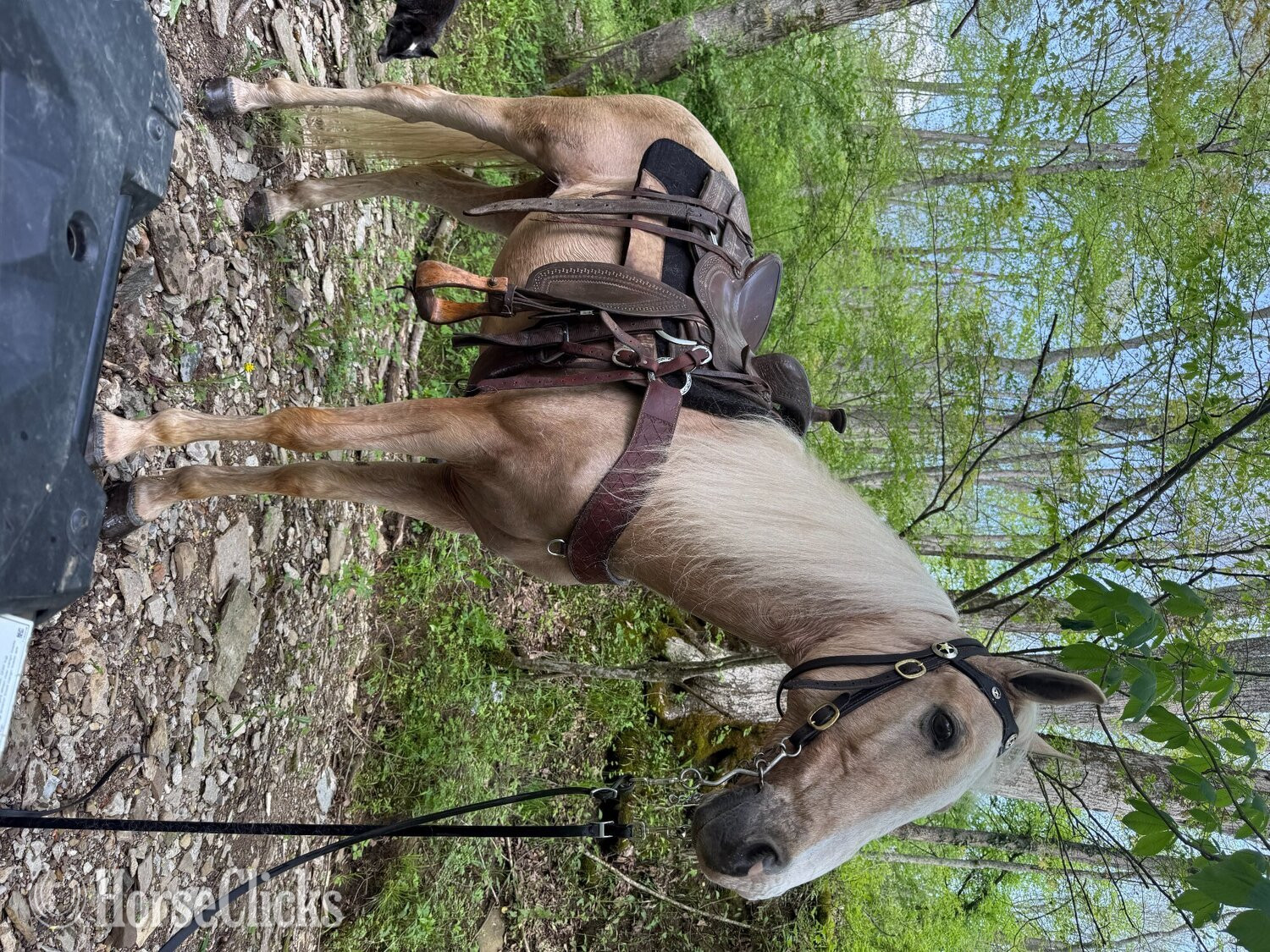 Kentucky Mountain - "Sunny" Palomino Gelding Kentucky Mountain in Ohio