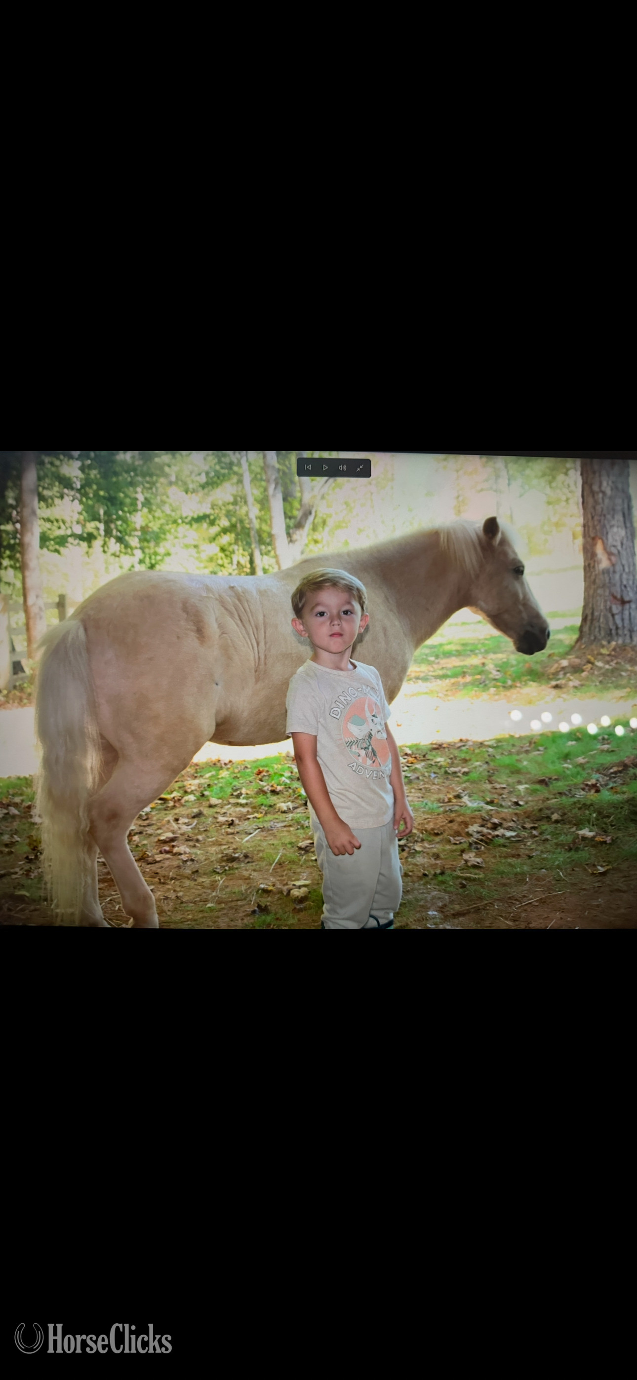 "Thunder" White Gelding Quarter Pony in Tennessee