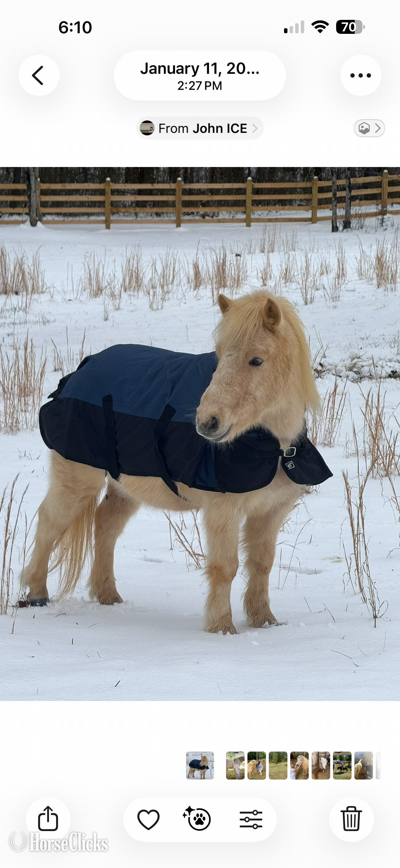 "Thunder" White Gelding Quarter Pony