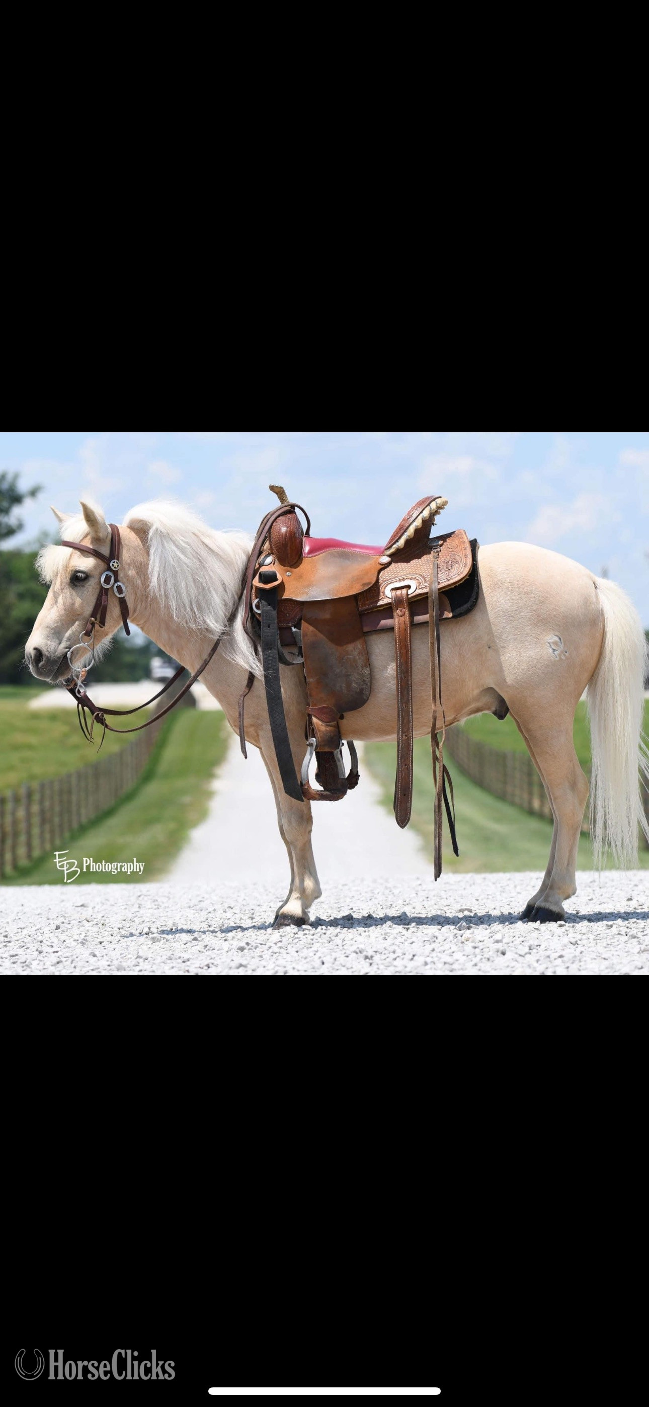 Tennessee "Thunder" White Gelding Quarter Pony
