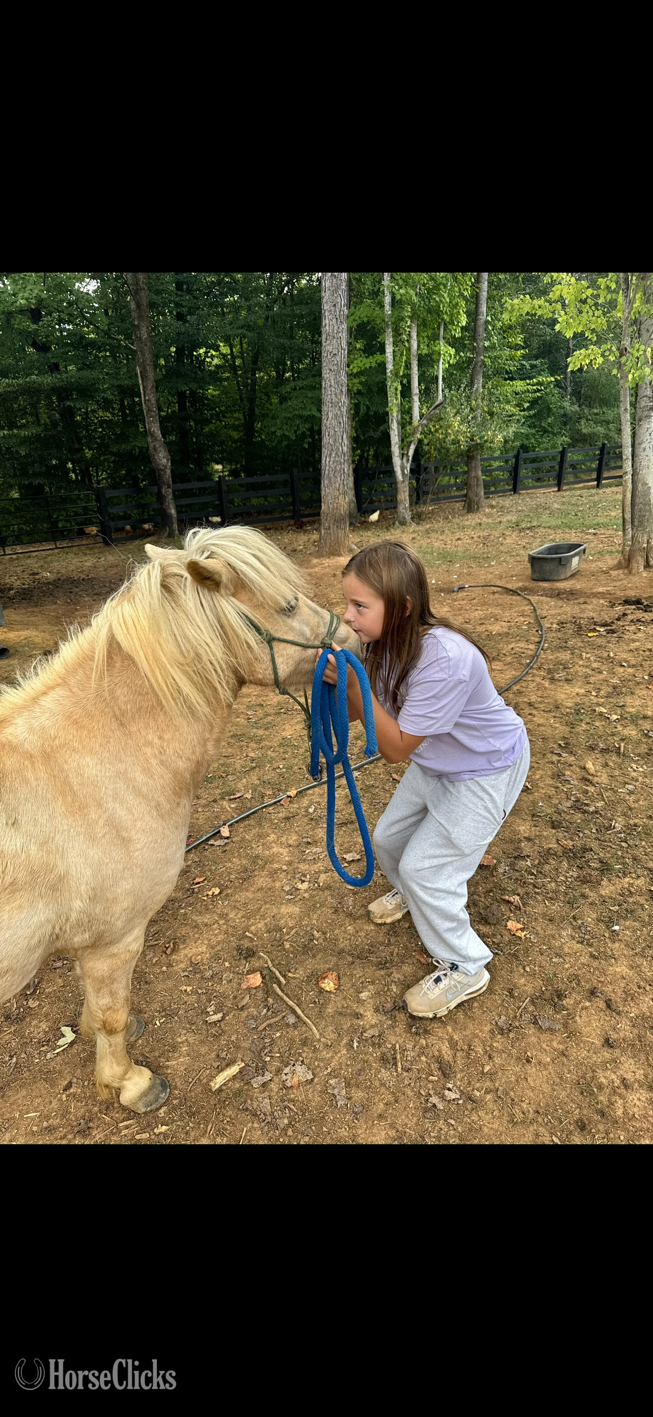 "Thunder" White Gelding Quarter Pony - Quarter Pony in Tennessee