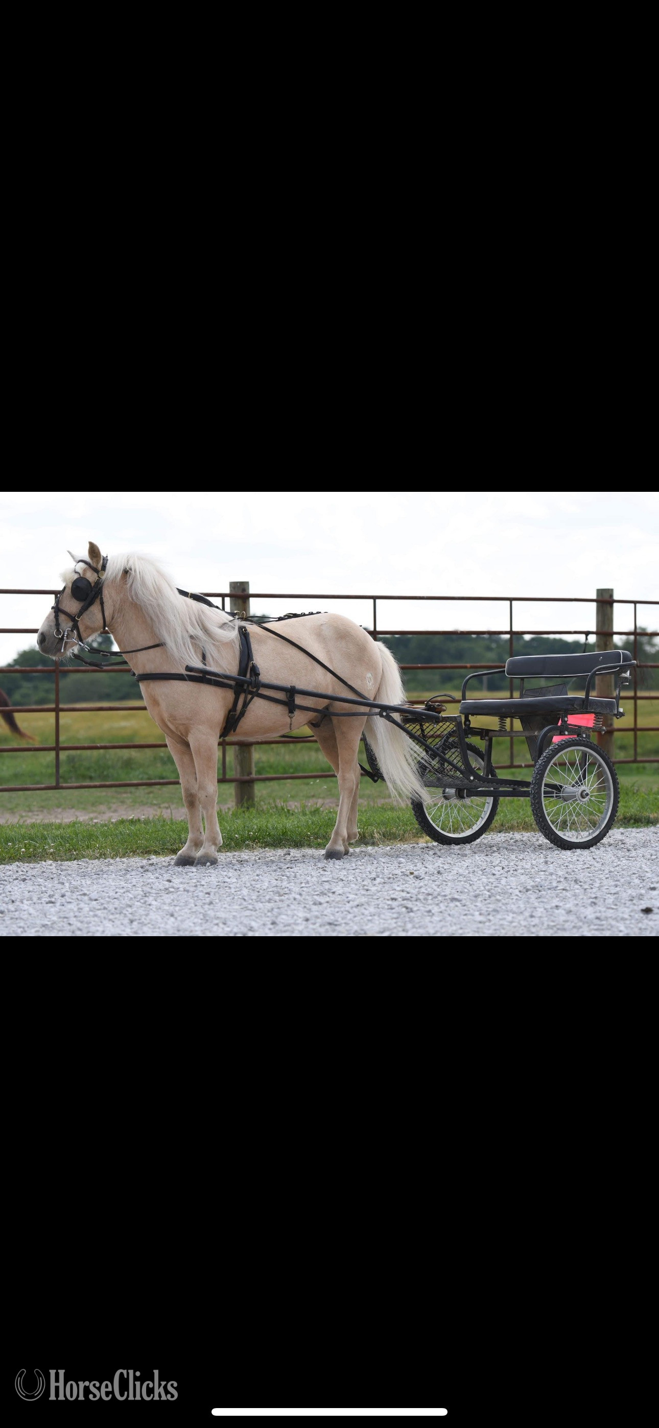 "Thunder" White Gelding Quarter Pony - Quarter Pony