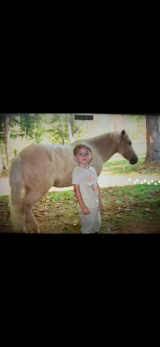 "Thunder" White Gelding Quarter Pony