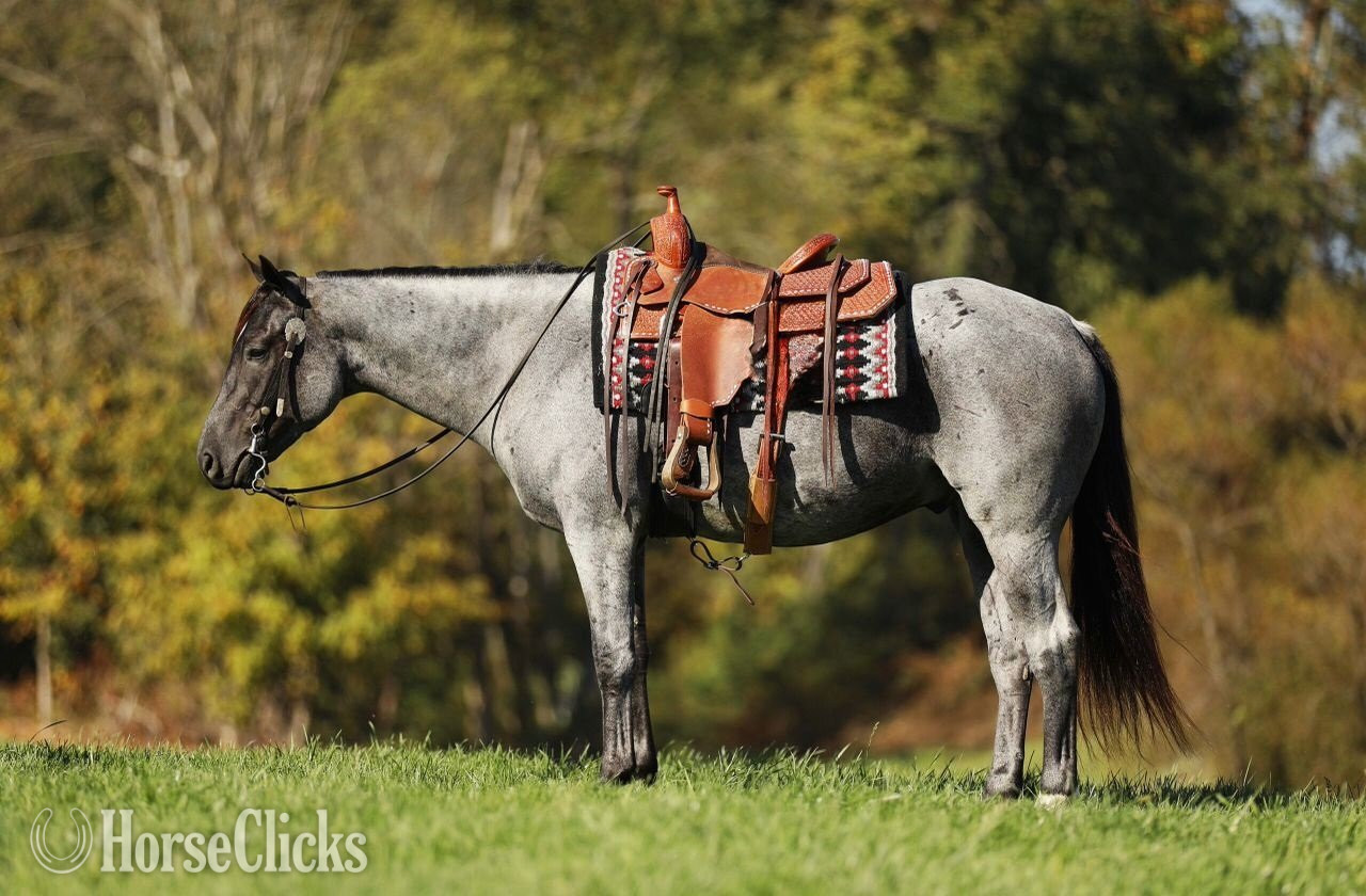 "steel" Blue Roan Gelding Quarter Horse in Oklahoma