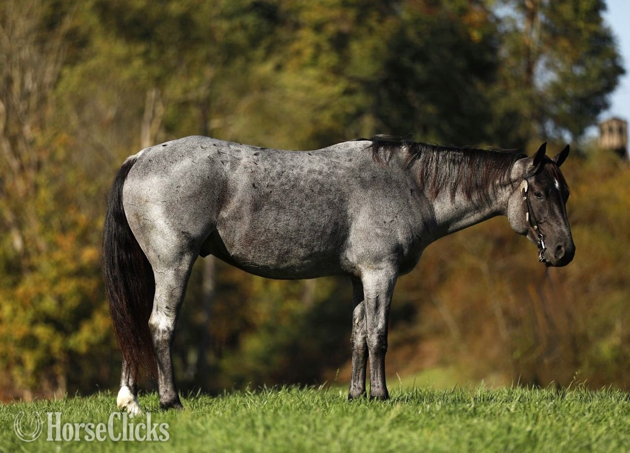 "steel" Blue Roan Gelding Quarter Horse