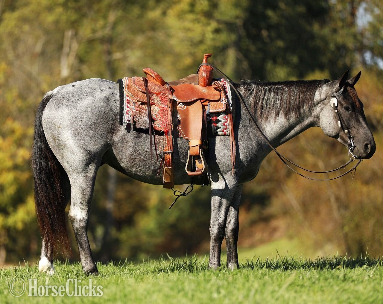 Oklahoma "steel" Blue Roan Gelding Quarter Horse