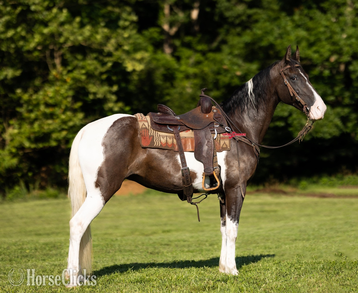 "Candy" Spotted Mare Tennessee Walker in Missouri