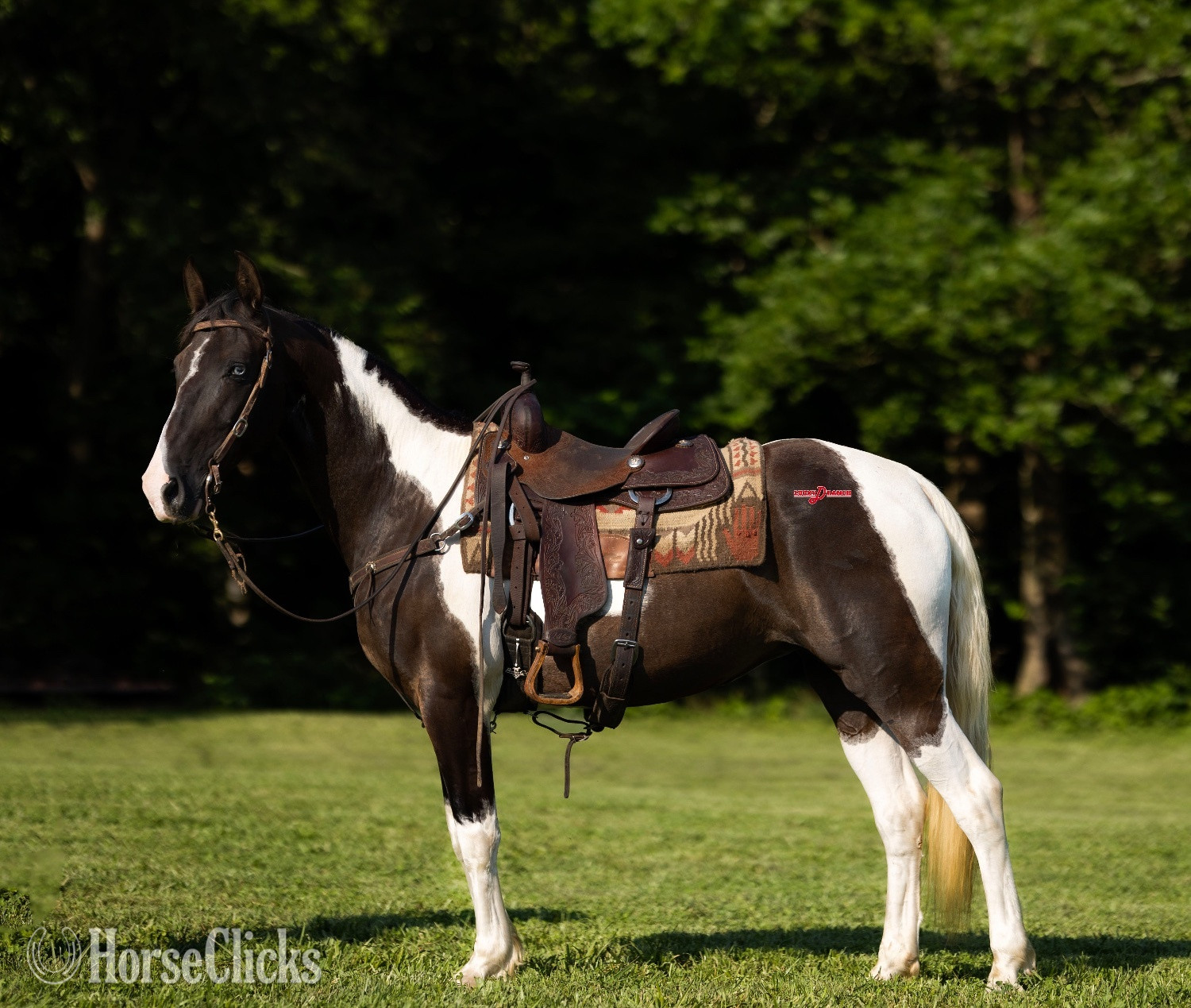 "Candy" Spotted Mare Tennessee Walker