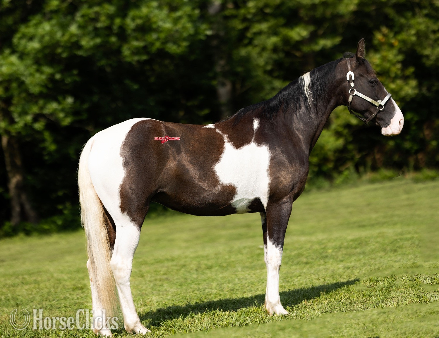 Missouri "Candy" Spotted Mare Tennessee Walker