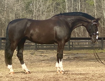 "Nicolette's Dream J&S" Black Mare Dutch Warmblood