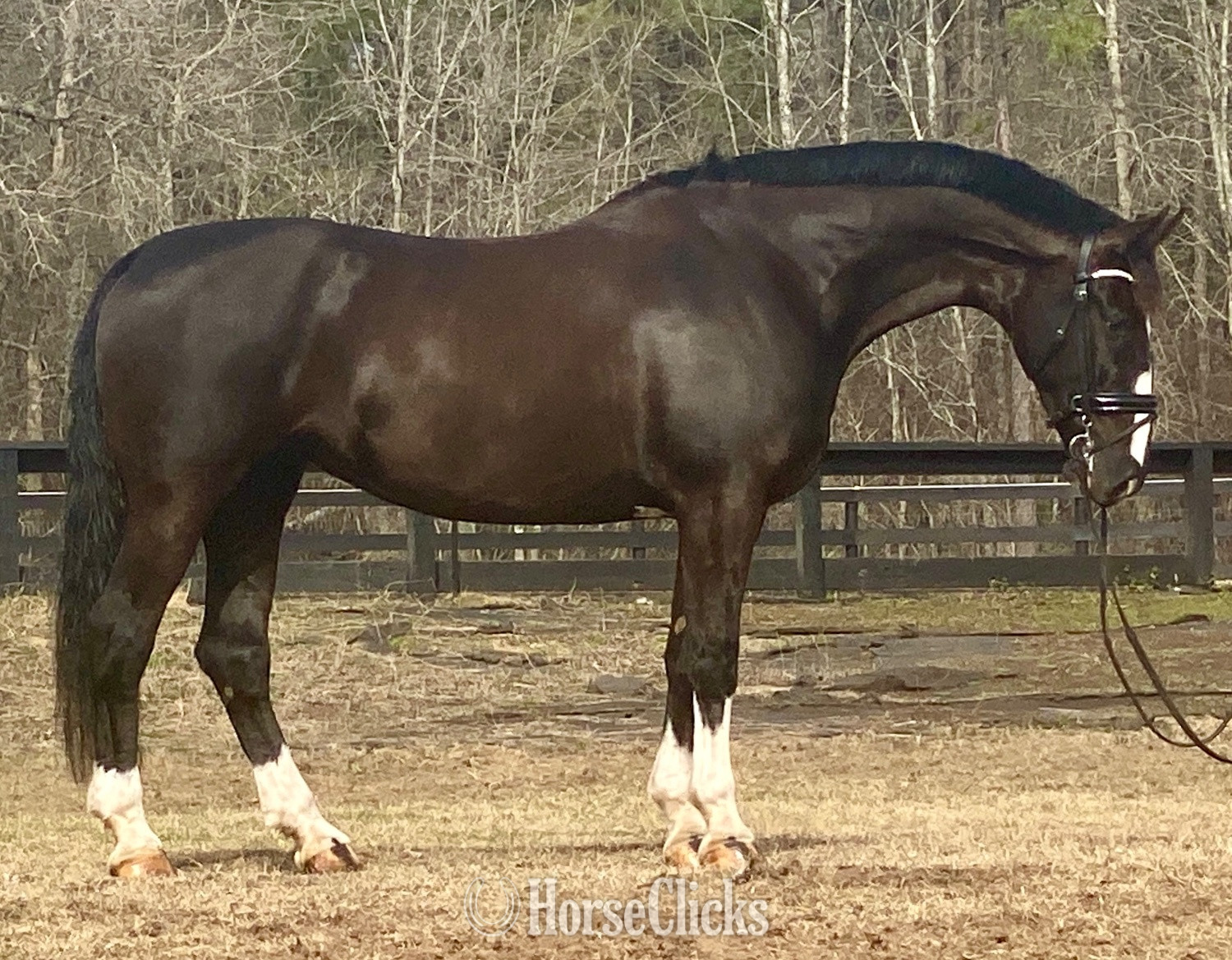"Nicolette's Dream J&S" Black Mare Dutch Warmblood in South Carolina
