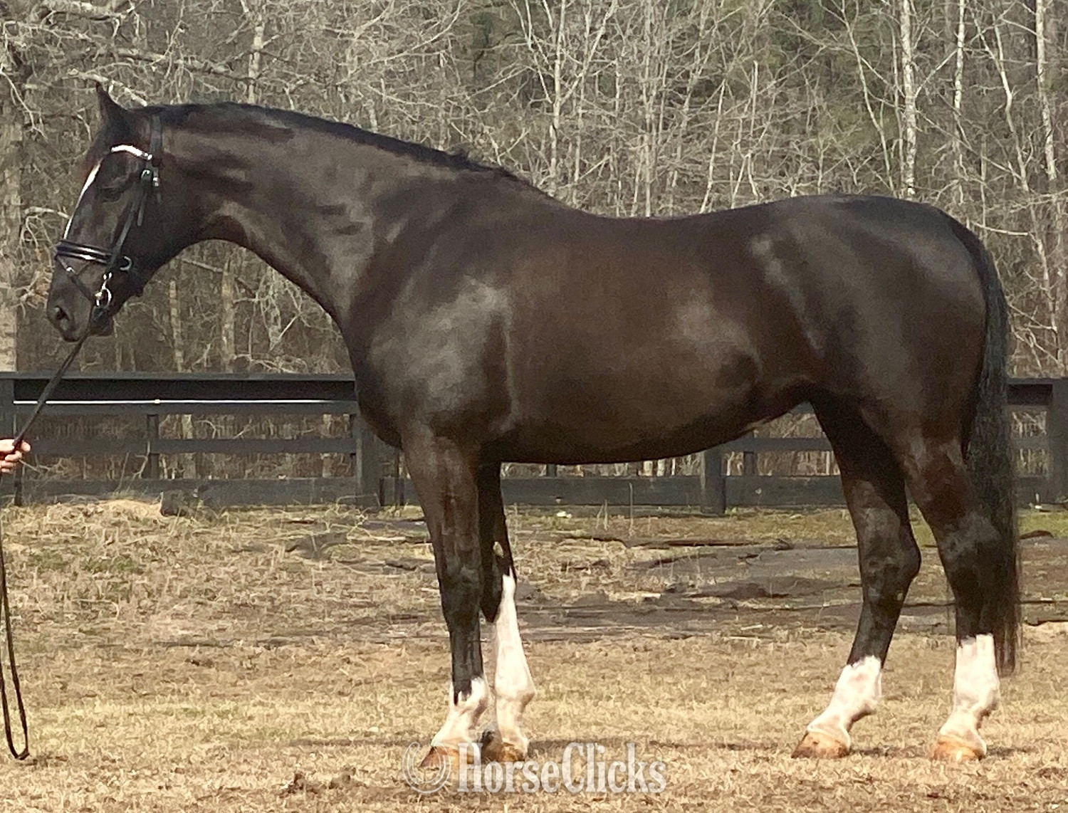 "Nicolette's Dream J&S" Black Mare Dutch Warmblood