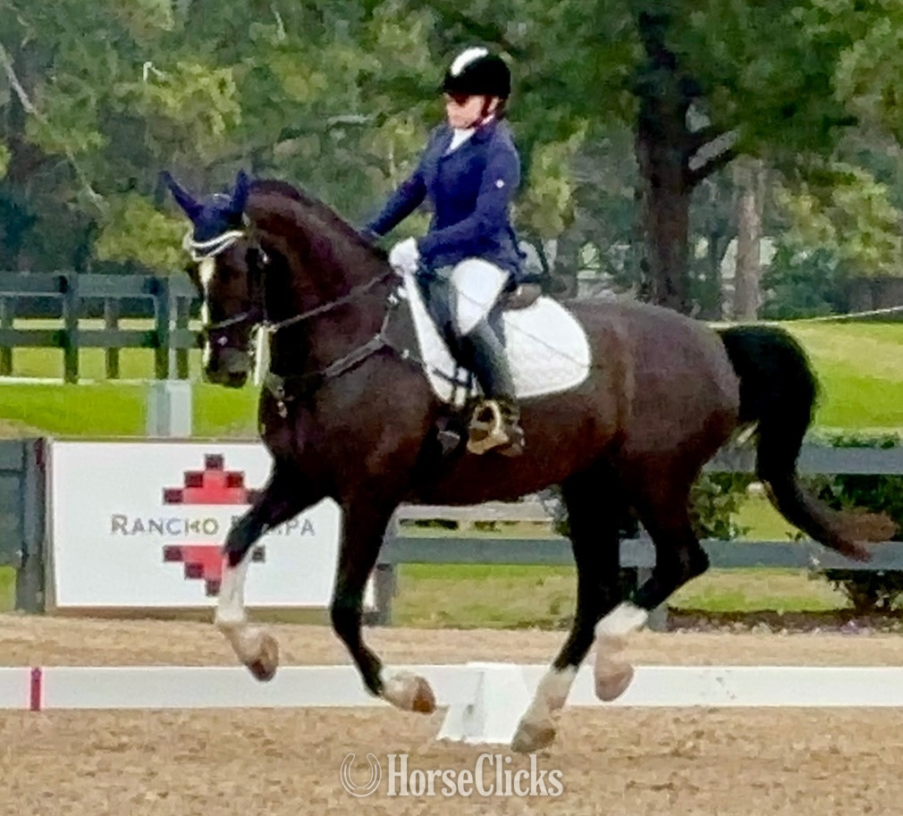 South Carolina "Nicolette's Dream J&S" Black Mare Dutch Warmblood