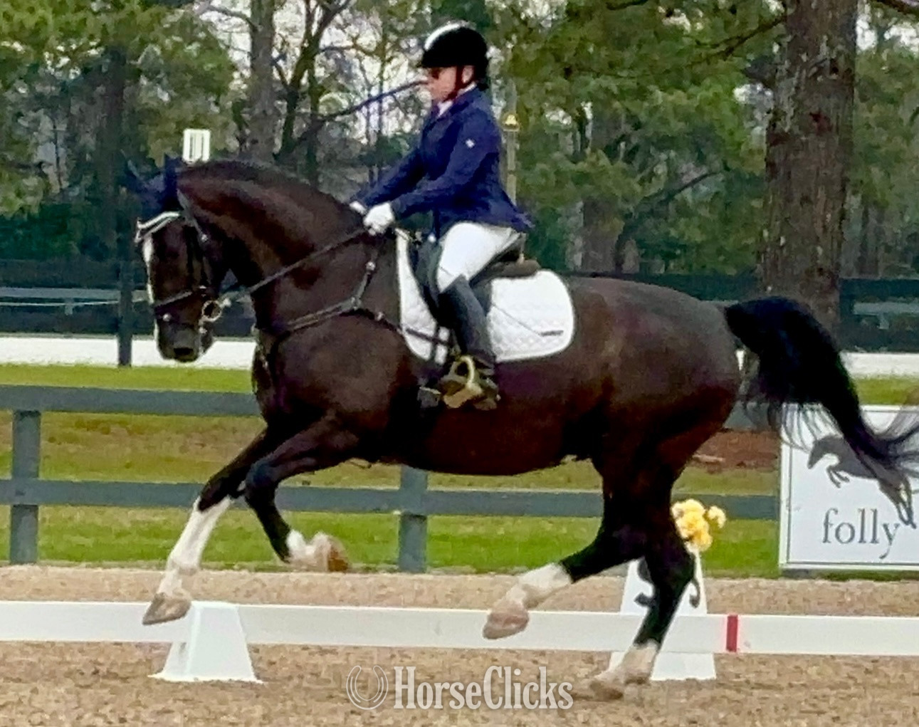 "Nicolette's Dream J&S" Black Mare Dutch Warmblood - Dutch Warmbloods in South Carolina