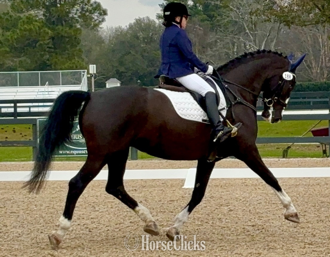 "Nicolette's Dream J&S" Black Mare Dutch Warmblood - Dutch Warmbloods
