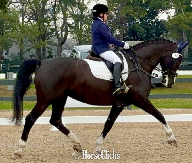 "Nicolette's Dream J&S" Black Mare Dutch Warmblood South Carolina