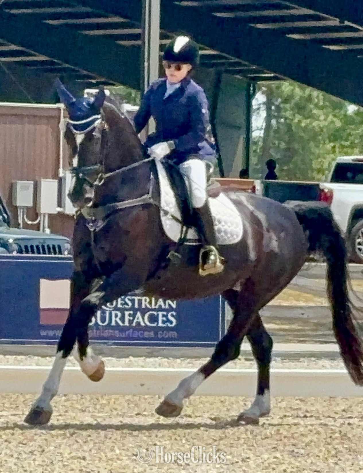 Dutch Warmbloods - "Nicolette's Dream J&S" Black Mare Dutch Warmblood in South Carolina