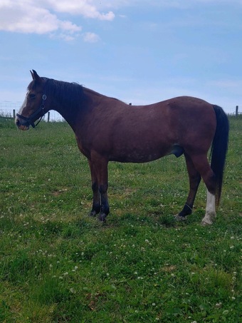 "Bow" Gelding Quarter Horse
