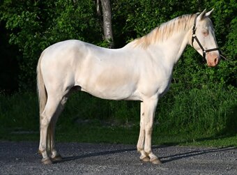 "PATRICK" Perlino Gelding Quarter Horse