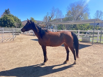 "True Love " Bay Mare Arabian