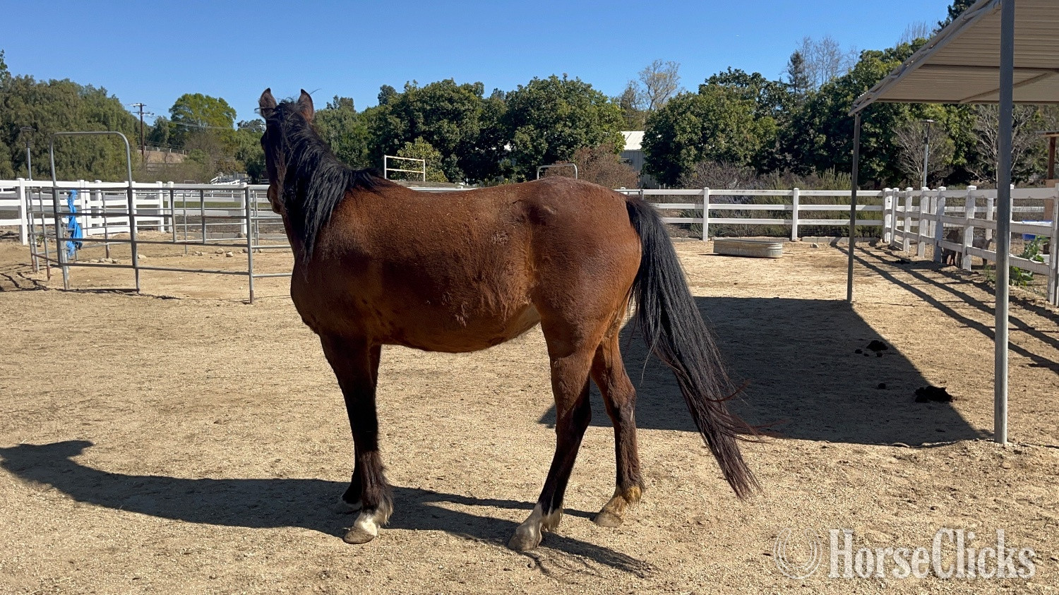 "True Love " Bay Mare Arabian