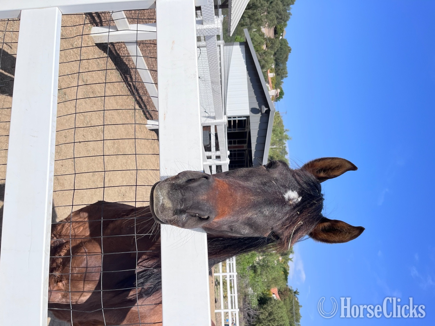 California "True Love " Bay Mare Arabian