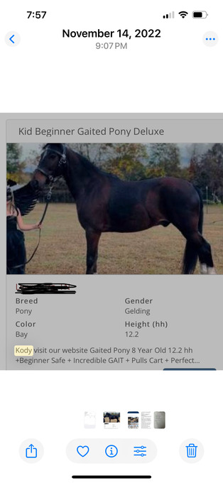 "Kody " Bay Gelding Pony