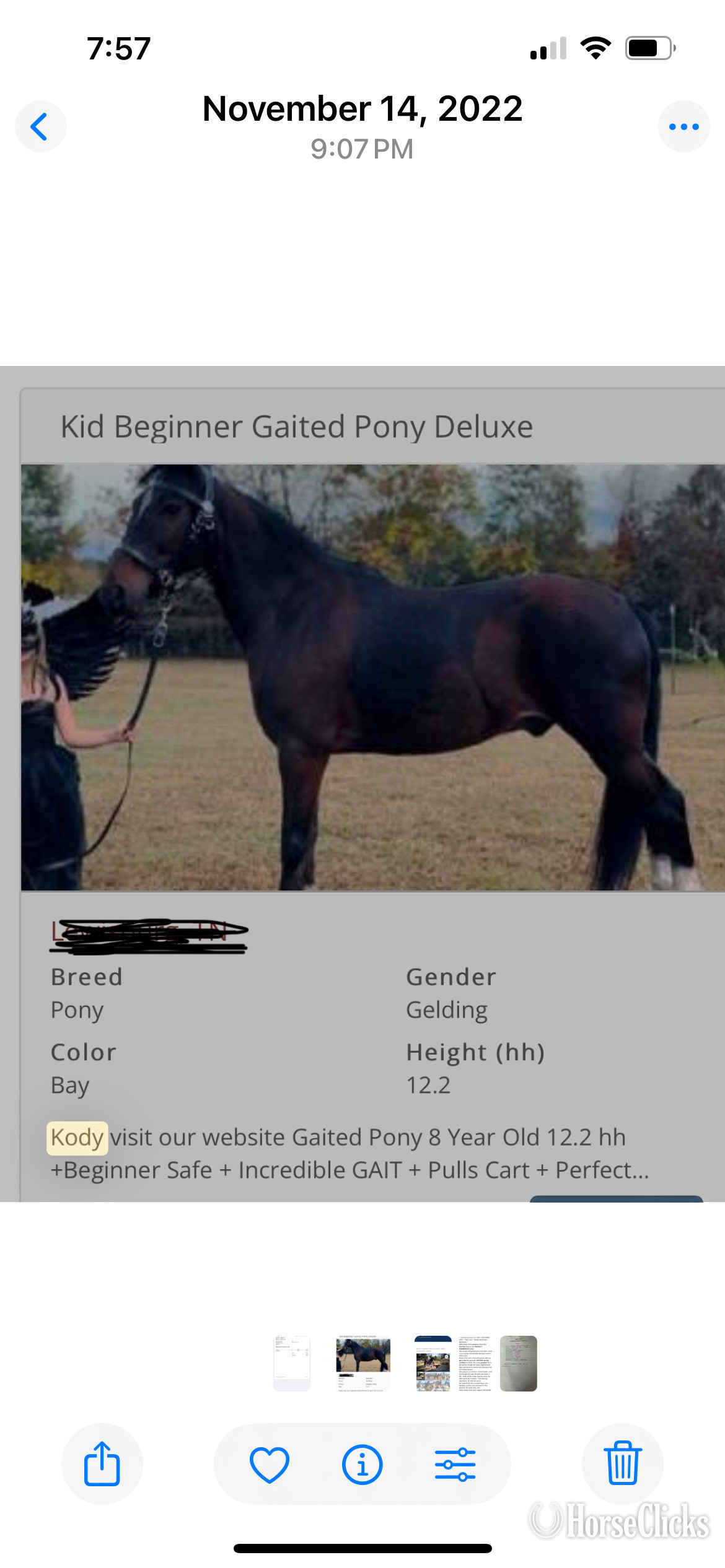 "Kody " Bay Gelding Pony in Georgia