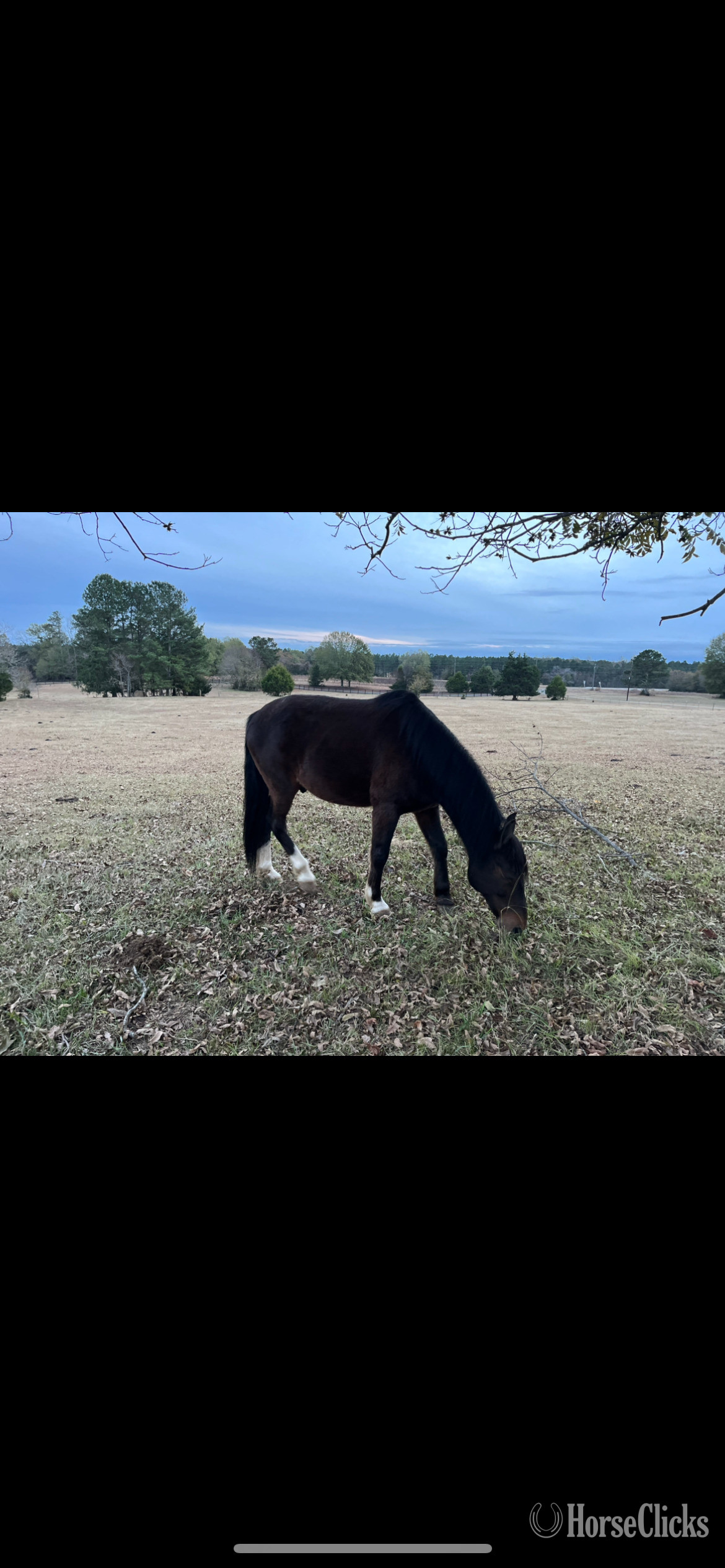 "Kody " Bay Gelding Pony