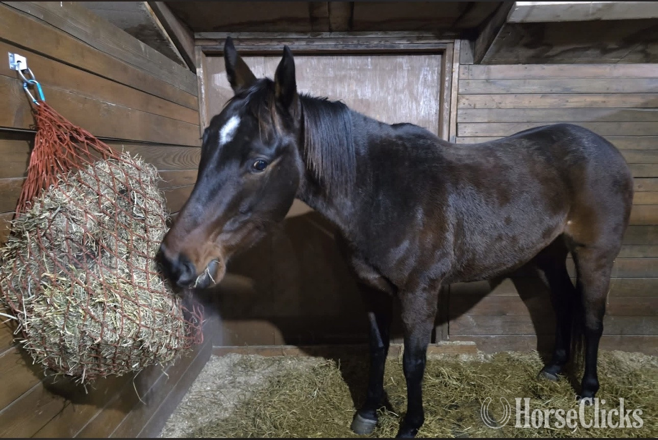 "DaVinci " Bay Gelding Thoroughbred in Minnesota