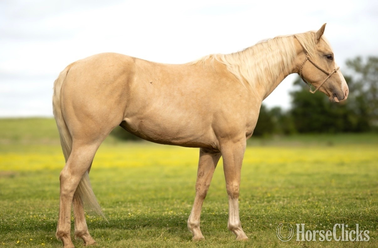 "Charlie" Palomino Filly Quarter Horse in Oklahoma