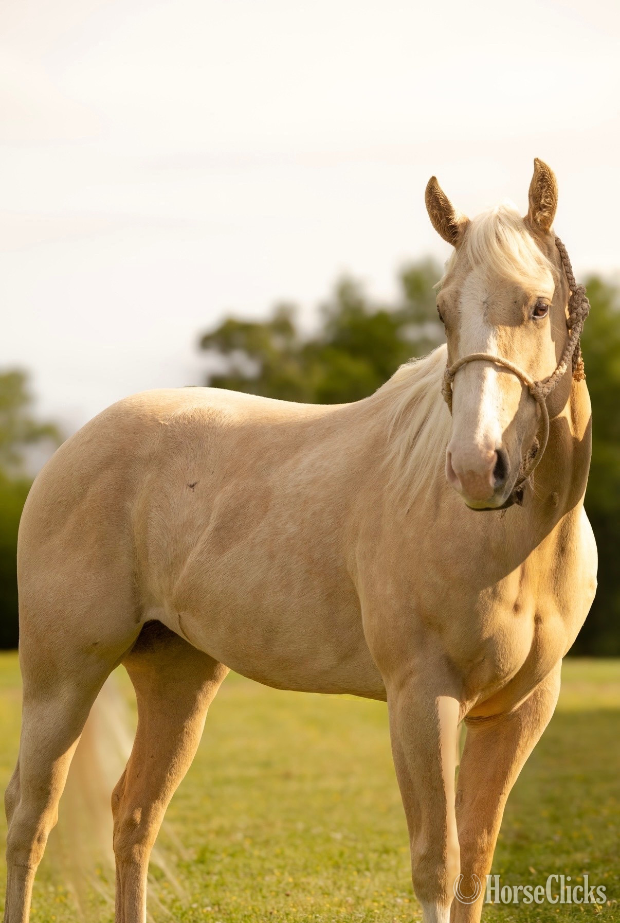 "Charlie" Palomino Filly Quarter Horse