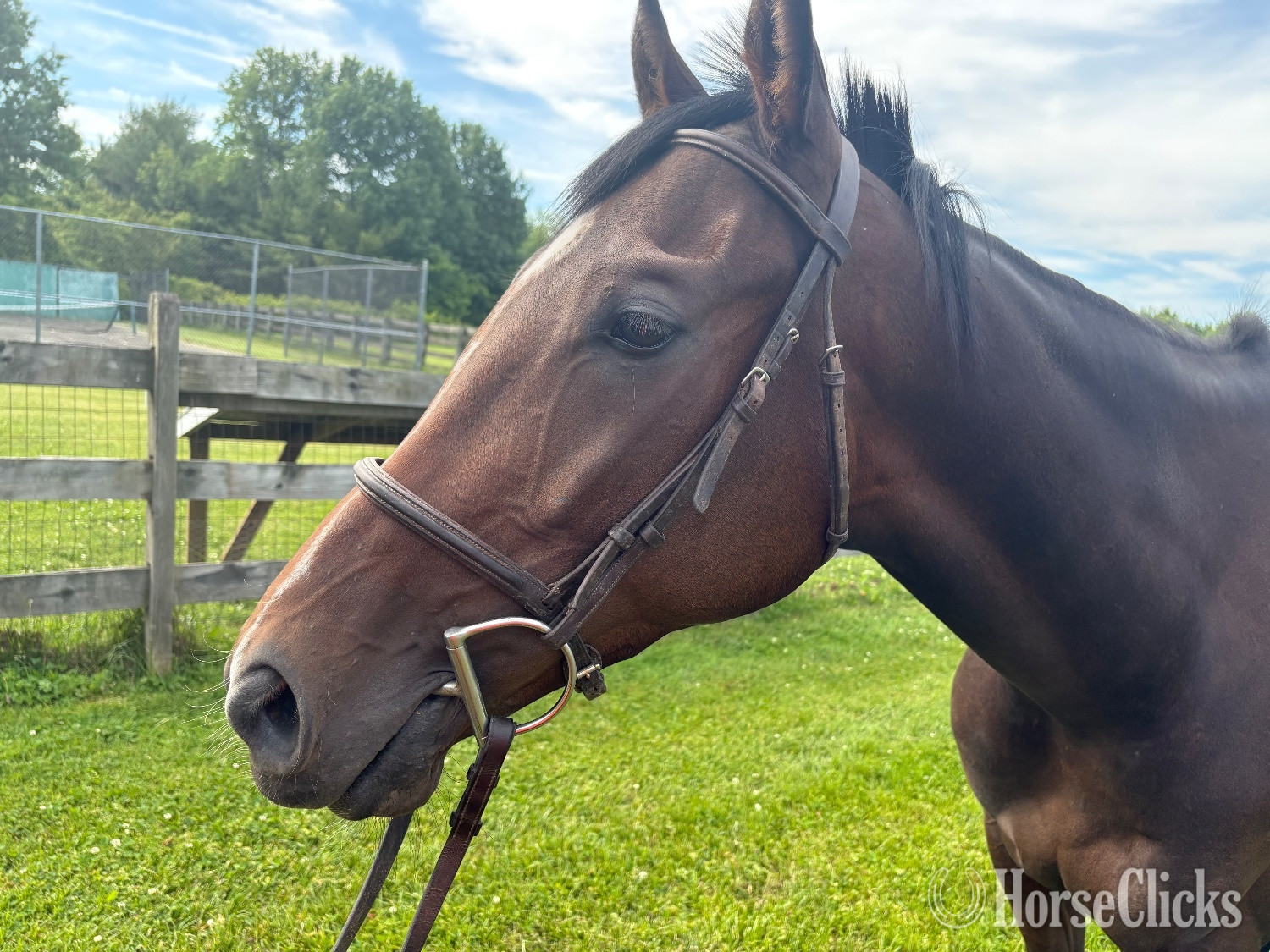 "Bob’s Kid" Brown Gelding Thoroughbred in Pennsylvania