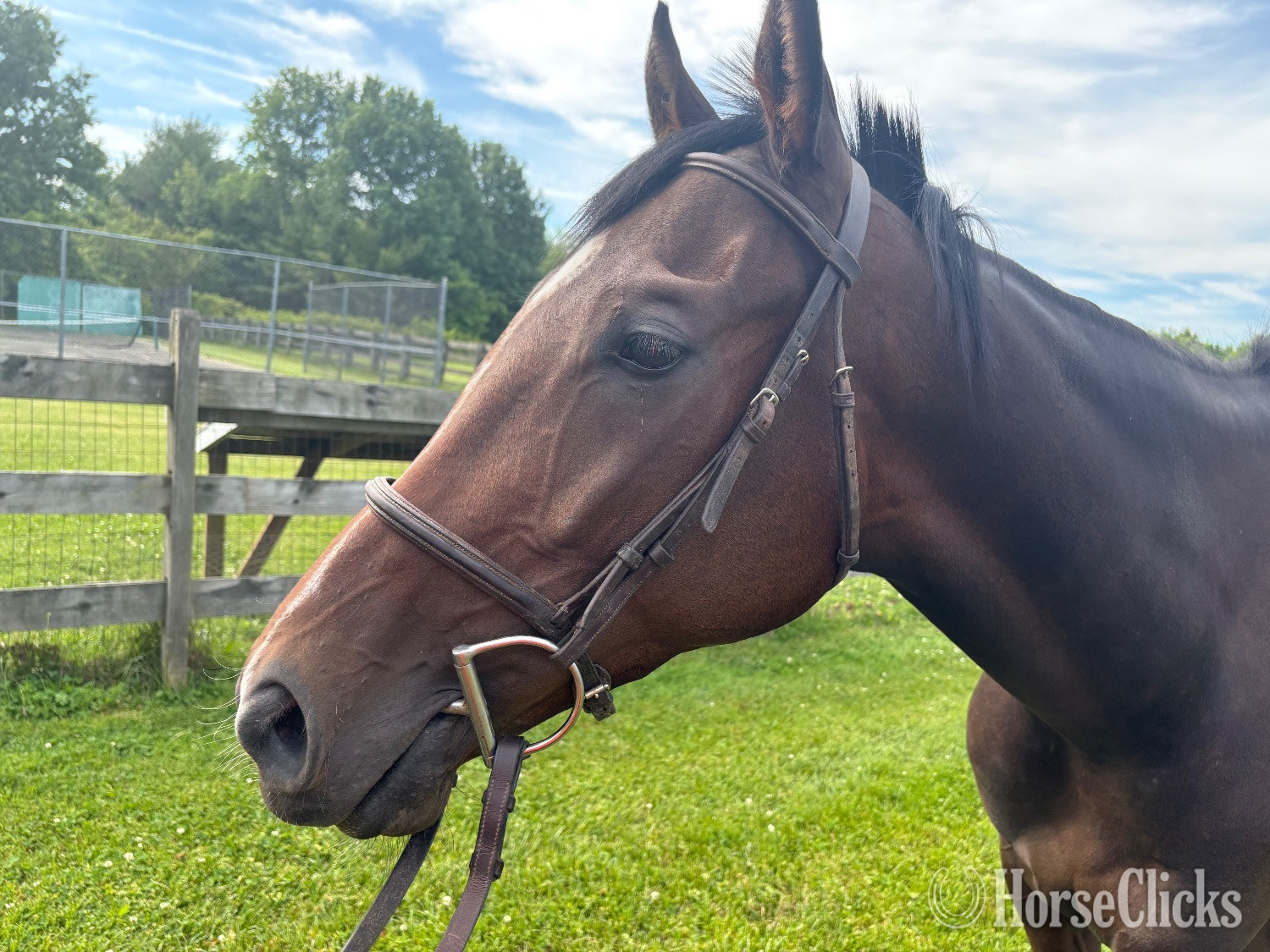 "Bob’s Kid" Brown Gelding Thoroughbred