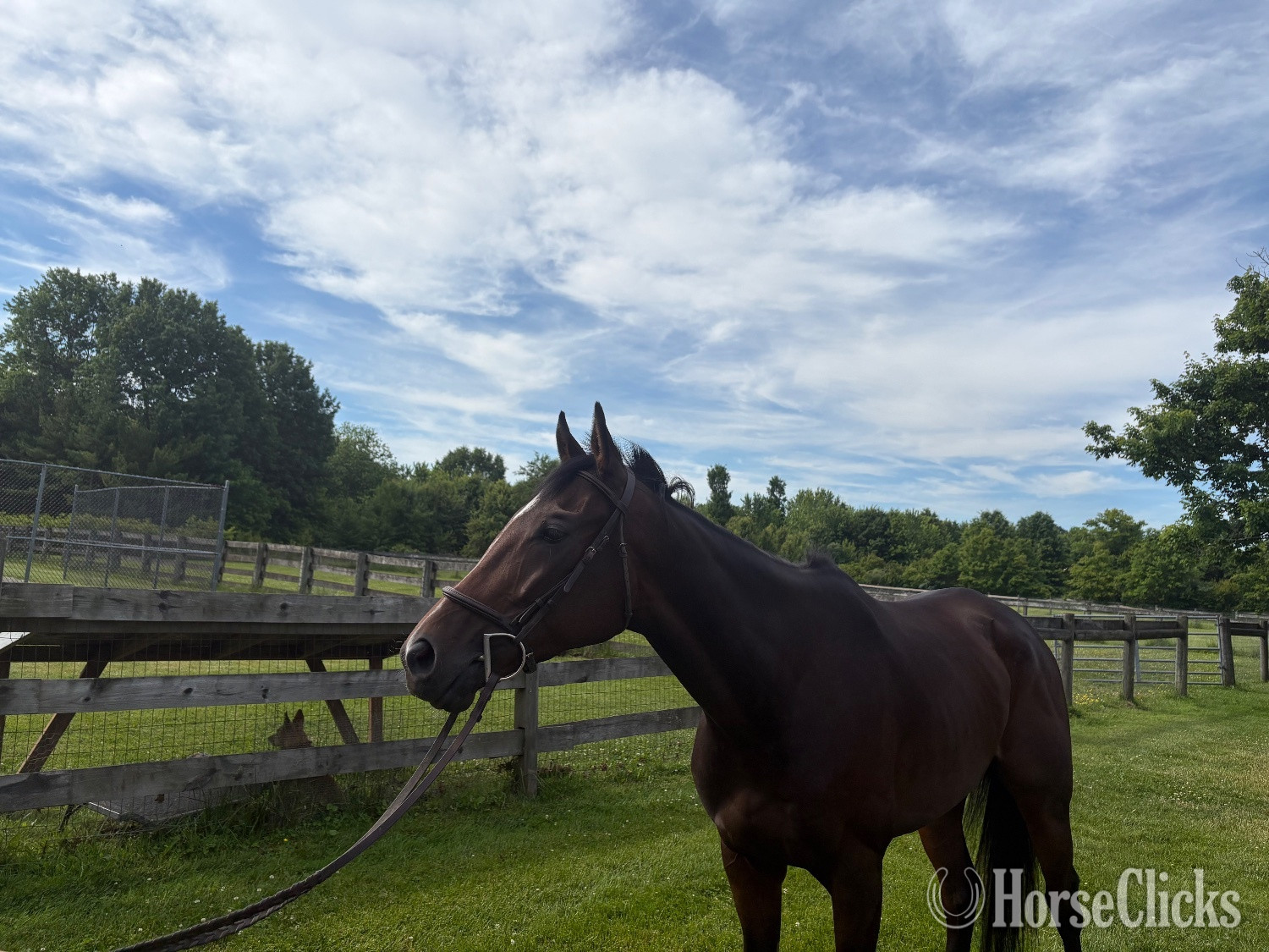 Pennsylvania "Bob’s Kid" Brown Gelding Thoroughbred