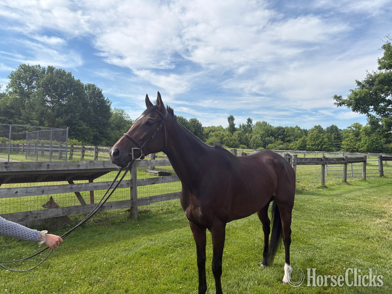 "Bob’s Kid" Brown Gelding Thoroughbred - Thoroughbred in Pennsylvania