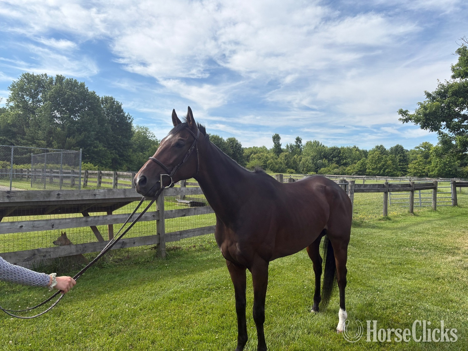 "Bob’s Kid" Brown Gelding Thoroughbred - Thoroughbred