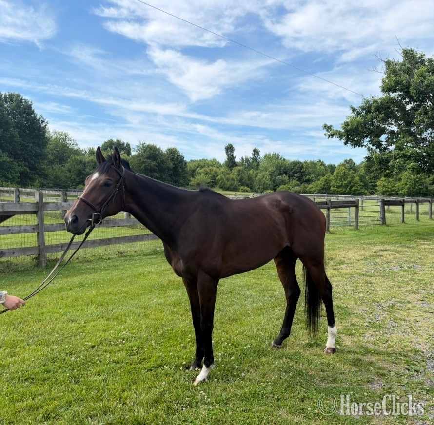 "Bob’s Kid" Brown Gelding Thoroughbred Pennsylvania